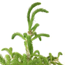 Load image into Gallery viewer, Spruce, 5 gal, White - Floral Acres Greenhouse & Garden Centre