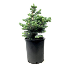 Load image into Gallery viewer, Spruce, 5 gal, Montgomery - Floral Acres Greenhouse & Garden Centre