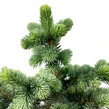 Load image into Gallery viewer, Spruce, 5 gal, Montgomery - Floral Acres Greenhouse & Garden Centre