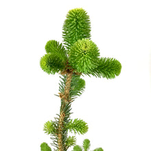 Load image into Gallery viewer, Spruce, 5 gal, Weeping Norway - Floral Acres Greenhouse & Garden Centre