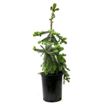 Load image into Gallery viewer, Spruce, 5 gal, Weeping Norway - Floral Acres Greenhouse & Garden Centre