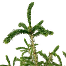Load image into Gallery viewer, Spruce, 10 gal, White - Floral Acres Greenhouse & Garden Centre