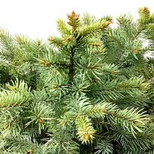 Load image into Gallery viewer, Spruce, 5 gal, Baby Blue - Floral Acres Greenhouse & Garden Centre