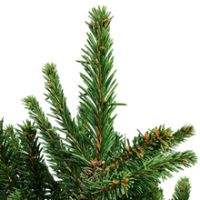 Load image into Gallery viewer, Spruce, 2 gal, Norway, Dwarf