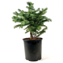 Load image into Gallery viewer, Spruce, 2 gal, Baby Blue - Floral Acres Greenhouse & Garden Centre
