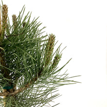 Load image into Gallery viewer, Pine, 2 gal, Ponderosa