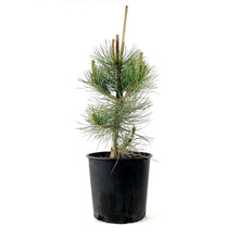 Load image into Gallery viewer, Pine, 2 gal, Ponderosa