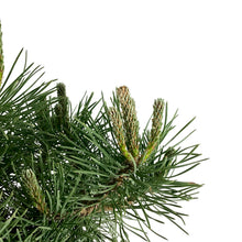 Load image into Gallery viewer, Pine, 2 gal, Mountain - Floral Acres Greenhouse & Garden Centre