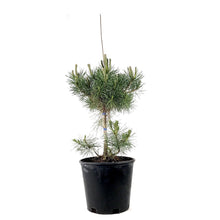 Load image into Gallery viewer, Pine, 2 gal, Mountain - Floral Acres Greenhouse & Garden Centre