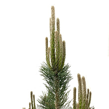Load image into Gallery viewer, Pine, 5 gal, Mountain - Floral Acres Greenhouse & Garden Centre