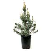 Load image into Gallery viewer, Pine, 5 gal, Mountain - Floral Acres Greenhouse & Garden Centre