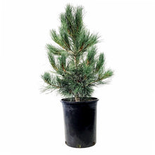 Load image into Gallery viewer, Pine, 5 gal, Swiss Stone, Blue - Floral Acres Greenhouse &amp; Garden Centre
