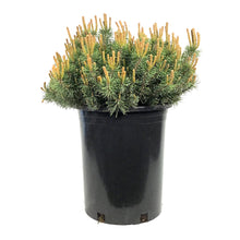 Load image into Gallery viewer, Pine, 5 gal, Mugo, Slowmound