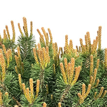 Load image into Gallery viewer, Pine, 5 gal, Mugo, Slowmound
