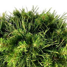 Load image into Gallery viewer, Pine, 5 gal, Scotch, Green Penguin - Floral Acres Greenhouse & Garden Centre