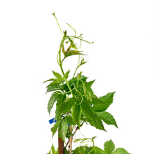 Load image into Gallery viewer, Engleman Ivy, 1 gal - Floral Acres Greenhouse & Garden Centre