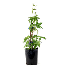 Load image into Gallery viewer, Engleman Ivy, 1 gal - Floral Acres Greenhouse & Garden Centre