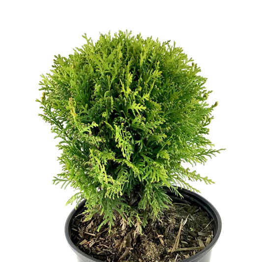 Cedar, 2 gal, Danica - Floral Acres Greenhouse & Garden Centre