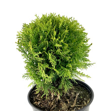 Load image into Gallery viewer, Cedar, 2 gal, Danica - Floral Acres Greenhouse & Garden Centre