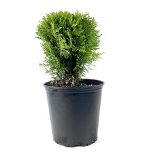 Load image into Gallery viewer, Cedar, 2 gal, Danica - Floral Acres Greenhouse & Garden Centre