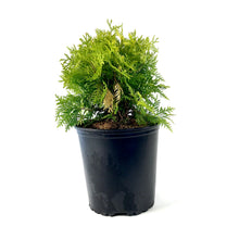 Load image into Gallery viewer, Cedar, 2 gal, Golden Globe - Floral Acres Greenhouse & Garden Centre