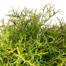 Load image into Gallery viewer, Cedar, 2 gal, Mr. Bowling Ball - Floral Acres Greenhouse & Garden Centre