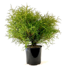 Load image into Gallery viewer, Cedar, 2 gal, Mr. Bowling Ball - Floral Acres Greenhouse & Garden Centre