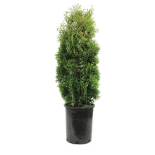 Load image into Gallery viewer, Cedar, 5 gal, Holmstrup