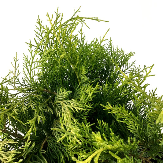 Juniper, 2 gal, Old Gold - Floral Acres Greenhouse & Garden Centre