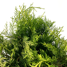 Load image into Gallery viewer, Juniper, 2 gal, Old Gold - Floral Acres Greenhouse & Garden Centre