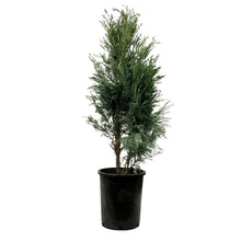 Load image into Gallery viewer, Juniper, 5 gal, Moonglow
