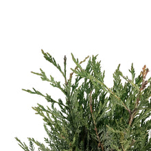 Load image into Gallery viewer, Juniper, 5 gal, Moonglow