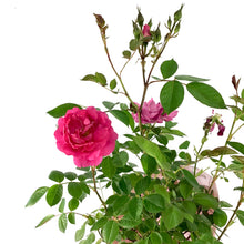 Load image into Gallery viewer, Rose, 2 gal, Morden Centennial - Floral Acres Greenhouse & Garden Centre