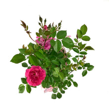 Load image into Gallery viewer, Rose, 2 gal, Morden Centennial - Floral Acres Greenhouse & Garden Centre