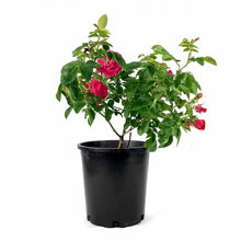 Load image into Gallery viewer, Rose, 2 gal, John Cabot - Floral Acres Greenhouse & Garden Centre