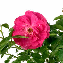 Load image into Gallery viewer, Rose, 2 gal, John Cabot - Floral Acres Greenhouse & Garden Centre