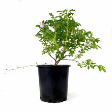 Load image into Gallery viewer, Rose, 2 gal, Snow Pavement - Floral Acres Greenhouse & Garden Centre