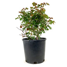 Load image into Gallery viewer, Rose, 2 gal, Canadian Shield™ - Floral Acres Greenhouse & Garden Centre