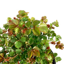 Load image into Gallery viewer, Rose, 2 gal, Canadian Shield™ - Floral Acres Greenhouse & Garden Centre