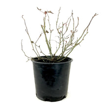 Load image into Gallery viewer, Rose, 2 gal, Canadian Shield™ - Floral Acres Greenhouse & Garden Centre