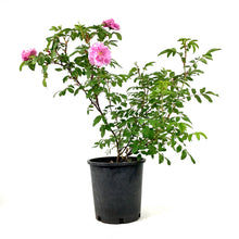 Load image into Gallery viewer, Rose, 2 gal, Therese Bugnet - Floral Acres Greenhouse & Garden Centre