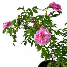 Load image into Gallery viewer, Rose, 2 gal, Therese Bugnet - Floral Acres Greenhouse & Garden Centre