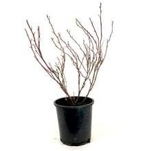Load image into Gallery viewer, Rose, 2 gal, Therese Bugnet - Floral Acres Greenhouse & Garden Centre