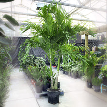 Load image into Gallery viewer, Palm, 17in, Adonidia - Floral Acres Greenhouse & Garden Centre