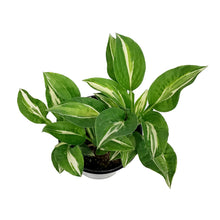 Load image into Gallery viewer, Hosta, 1 gal, Snake Eyes
