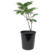 Load image into Gallery viewer, Peony, 1 gal, Karl Rosenfield