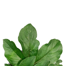 Load image into Gallery viewer, Peony, 1 gal, Karl Rosenfield
