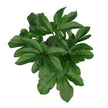 Load image into Gallery viewer, Peony, 1 gal, Karl Rosenfield