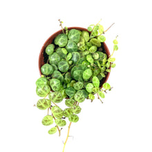 Load image into Gallery viewer, String of Turtles, 3in, Peperomia Prostrata - Floral Acres Greenhouse & Garden Centre