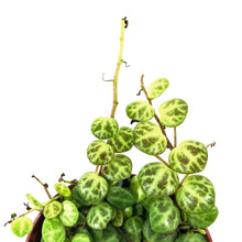 Load image into Gallery viewer, String of Turtles, 3in, Peperomia Prostrata - Floral Acres Greenhouse & Garden Centre